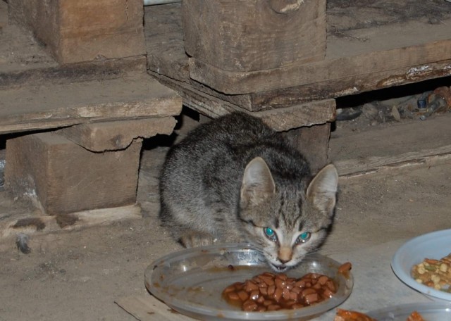 Забавные фото котеек