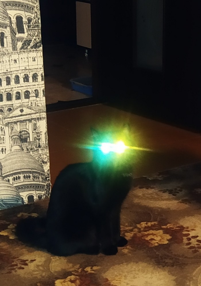 Отданные даром. К котовторнику