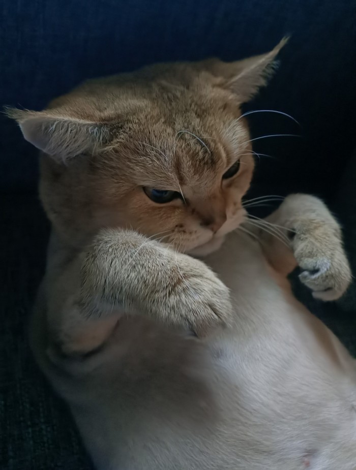 Что значит поза, в которой спит твоя кошка