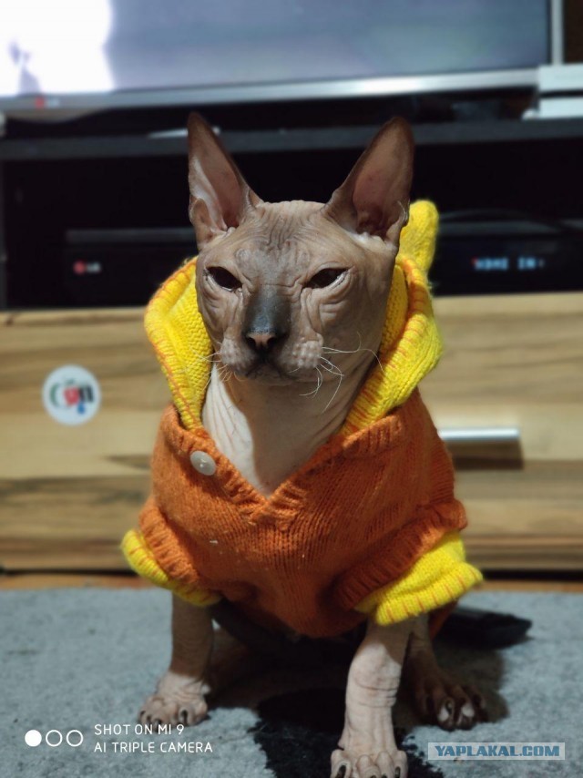 Самый злой кот в мире