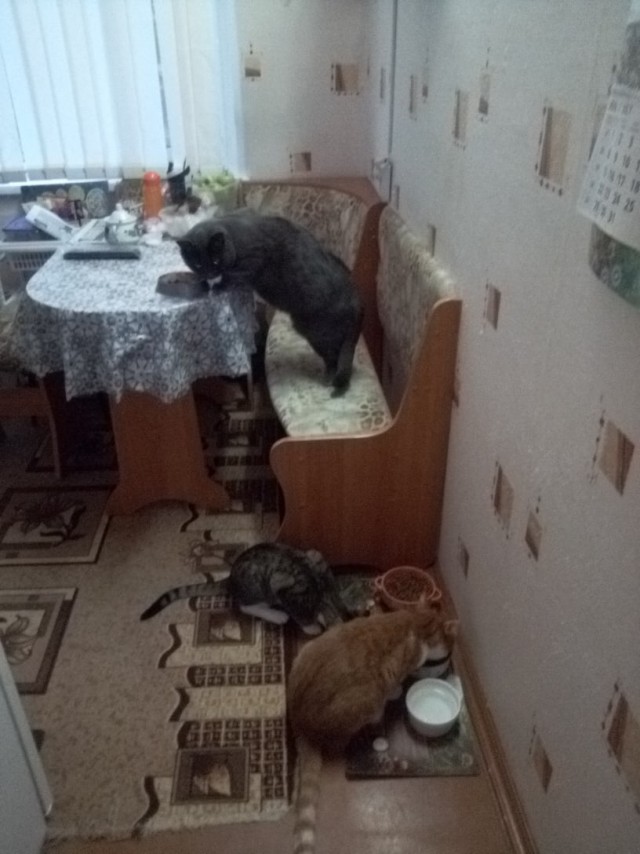Эти забавные животные