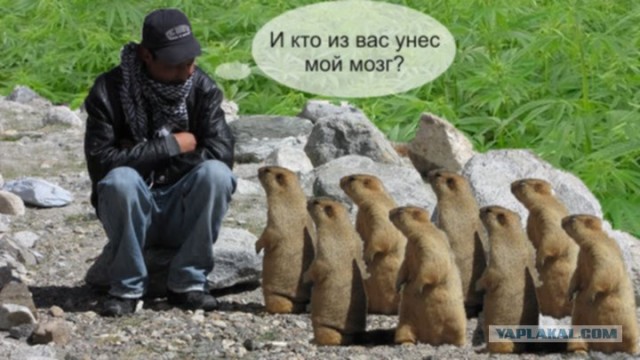 Сурки-гопники