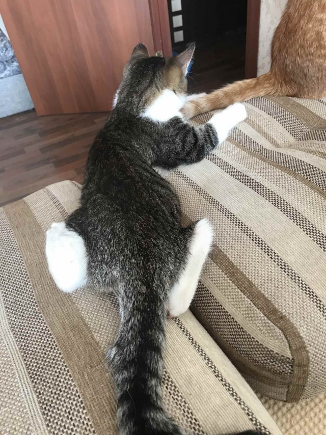 Эти забавные животные