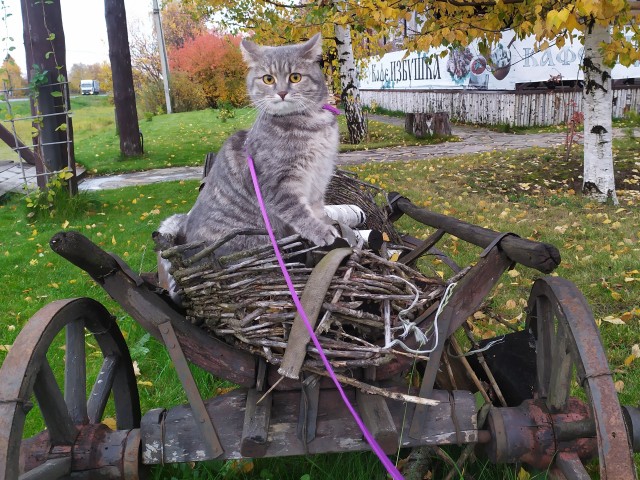 Международный день домашних животных