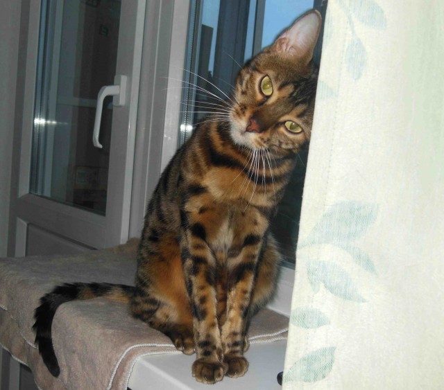 К - Котогеничность