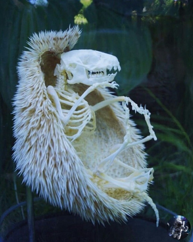 Солянка