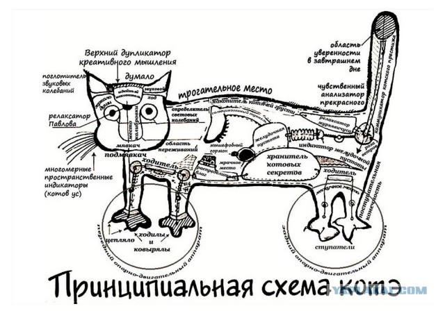 Как выращивают креативных идиотов