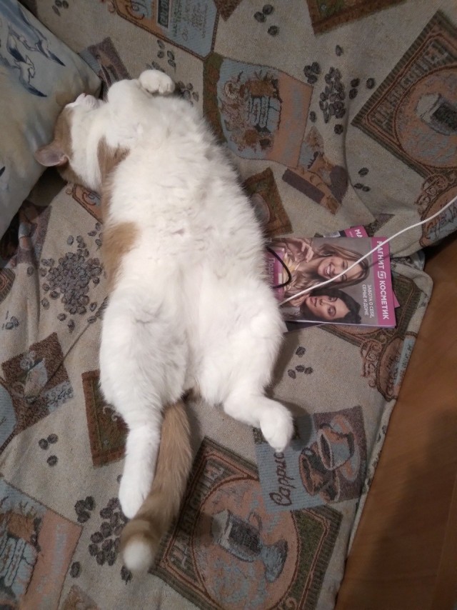 Котовторник. Добавляйте своих