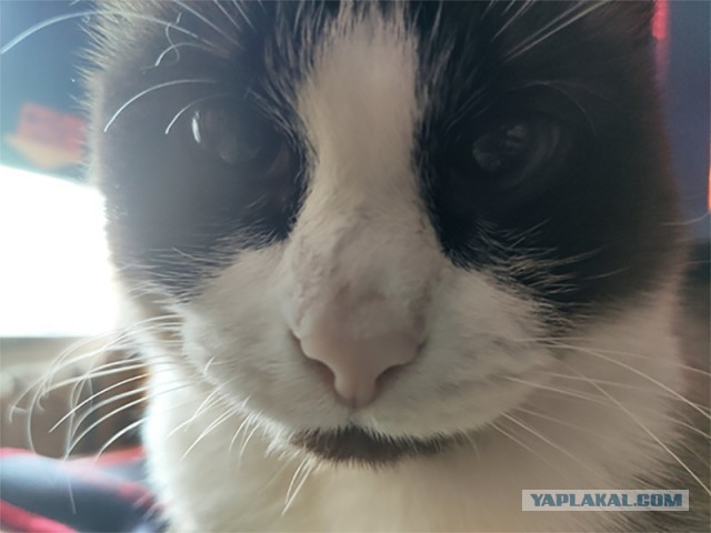 Котовторнику быть!