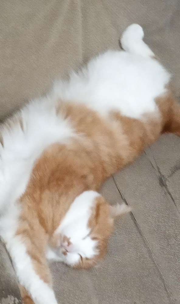 Котовторник. Поговорим о кличках, друзья