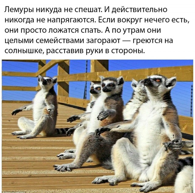 Весёлый полтишок 10.08