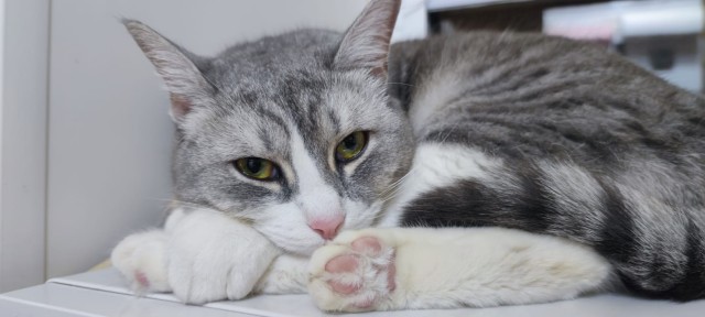 Котовторник так котовторник