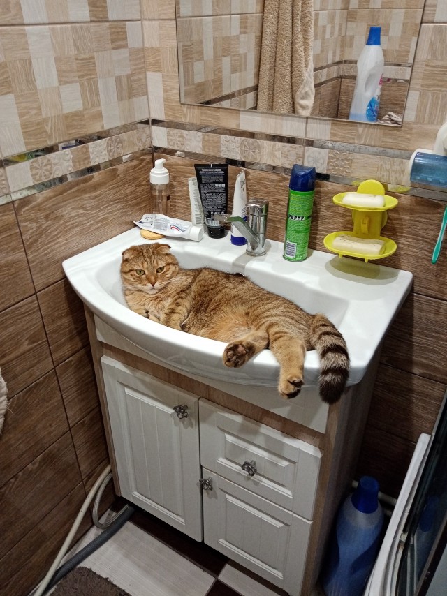 Котовторник 21.12.21