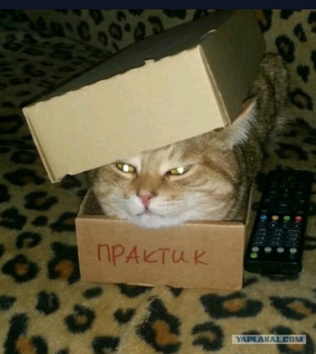 Котовторник - по расписанию!
