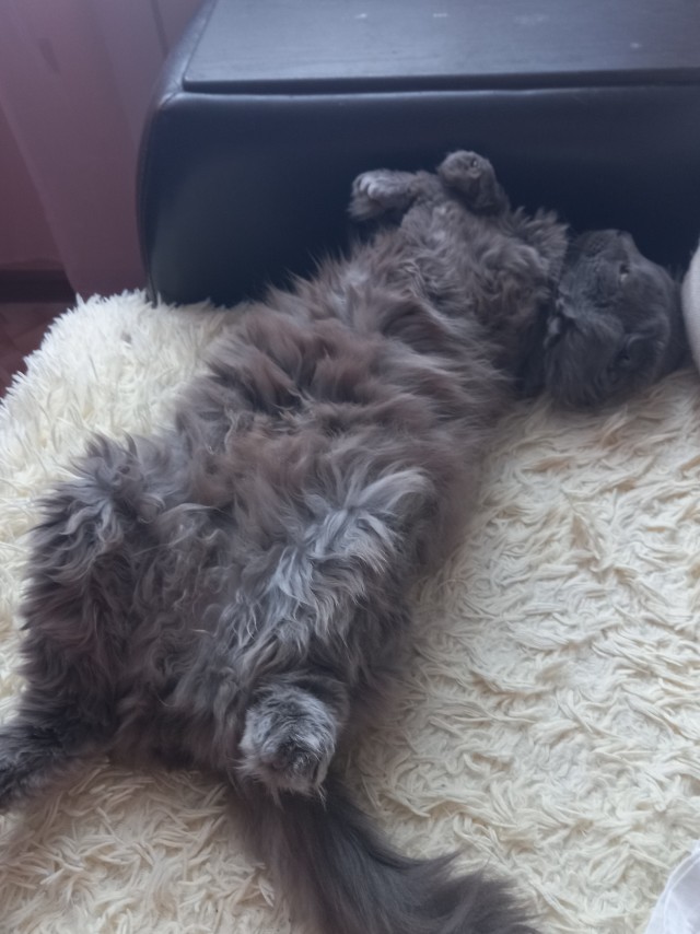 А ваши котейки че счас делают?