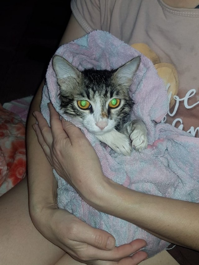 Котовторник 19.07.22