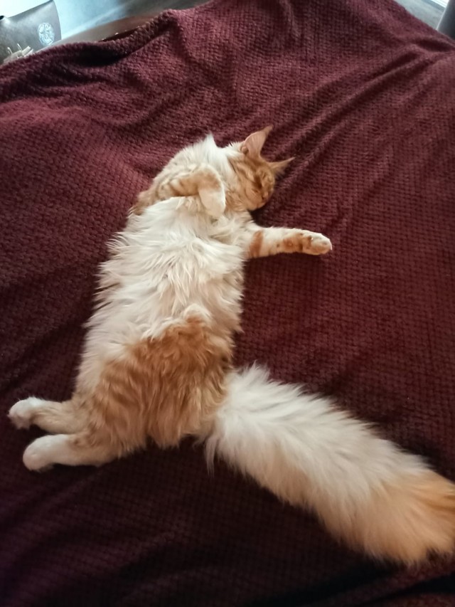 Кошка