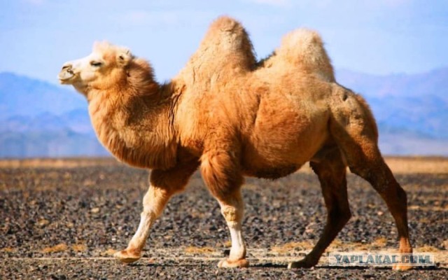 Интересное животное - верблюд