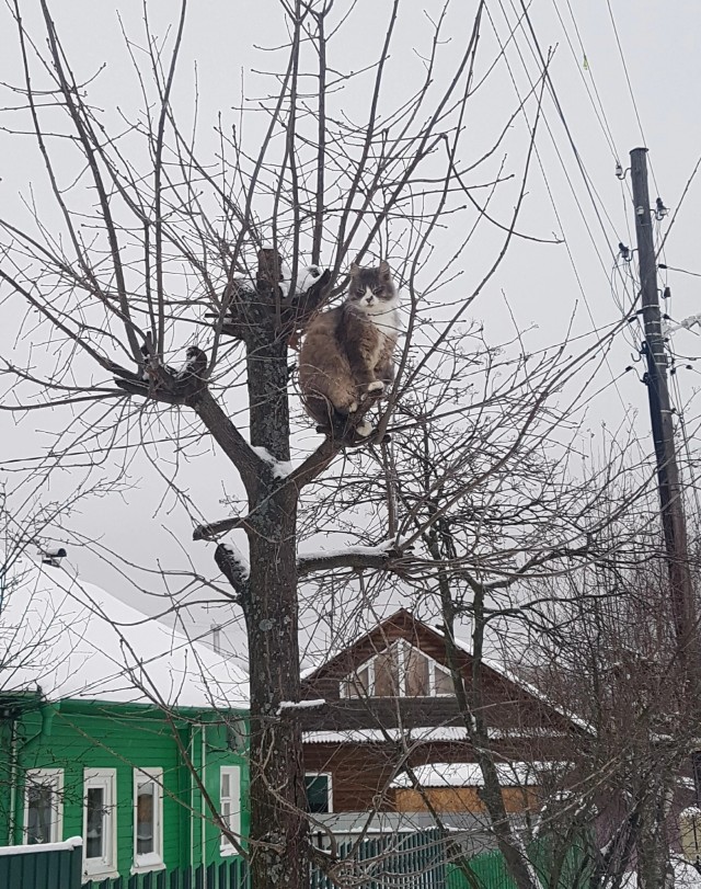 Мой Песдюк