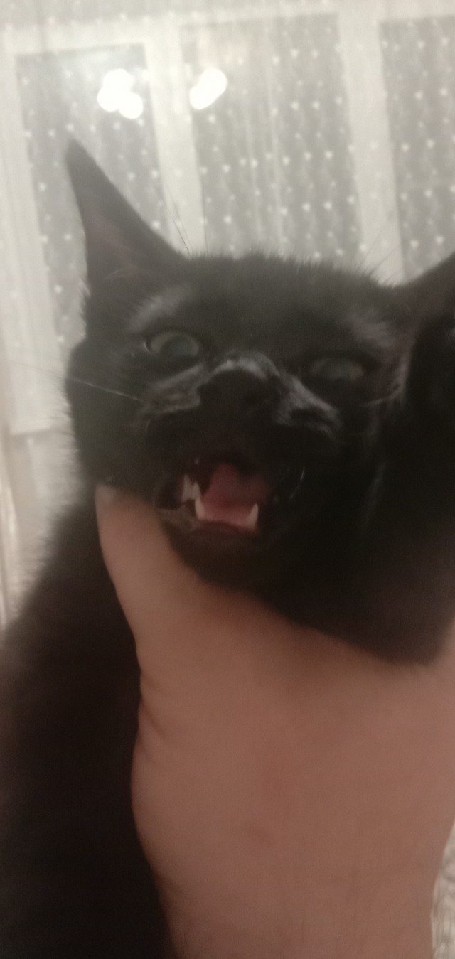 Котодракула