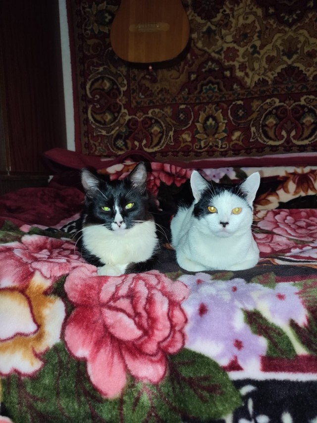 Коточетверг!