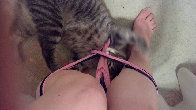 Кот лижет пизду