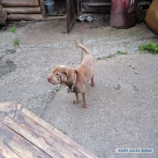 Собакам Япа