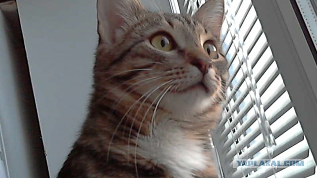 Котовторник 16.04.2013