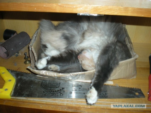 Все котики делают это