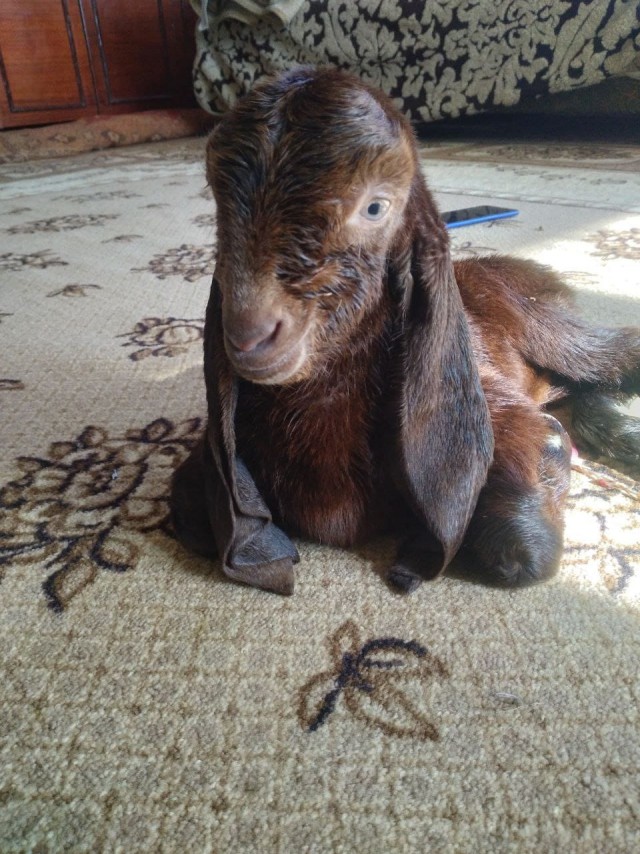 Веселая ферма: Шокушка окотилась!