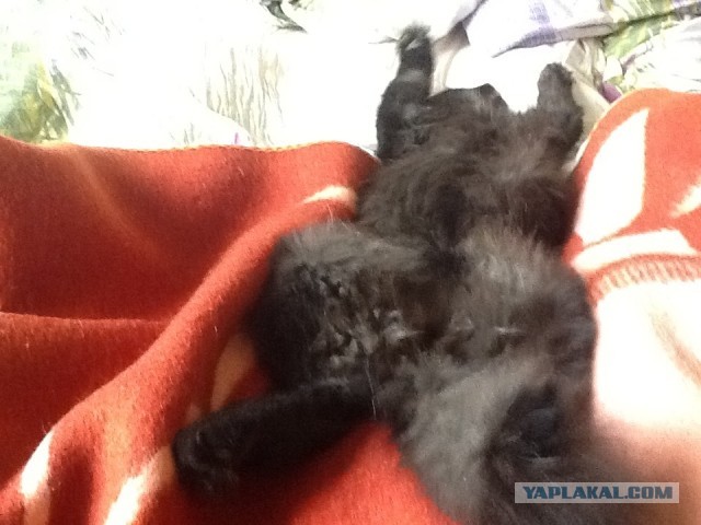 Мелом обвести?