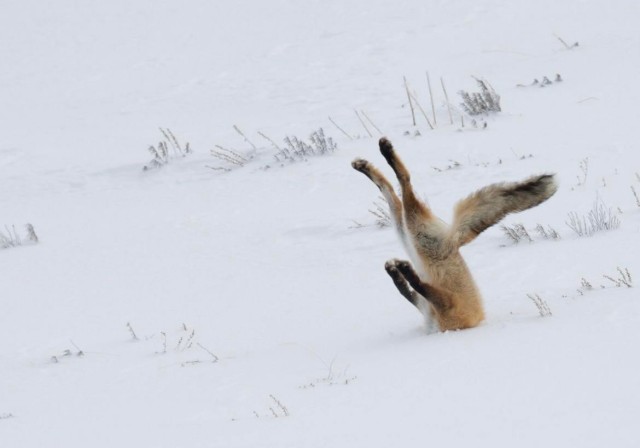 Победители и финалисты премии Wildlife Comedy Photography Awards в области фотографии дикой природы (2016)
