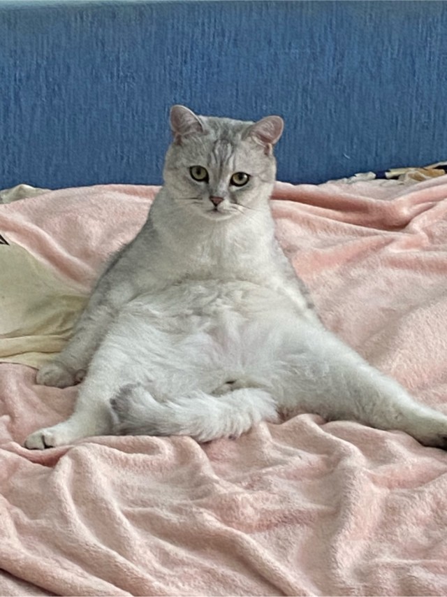 Котейке уютно сидится