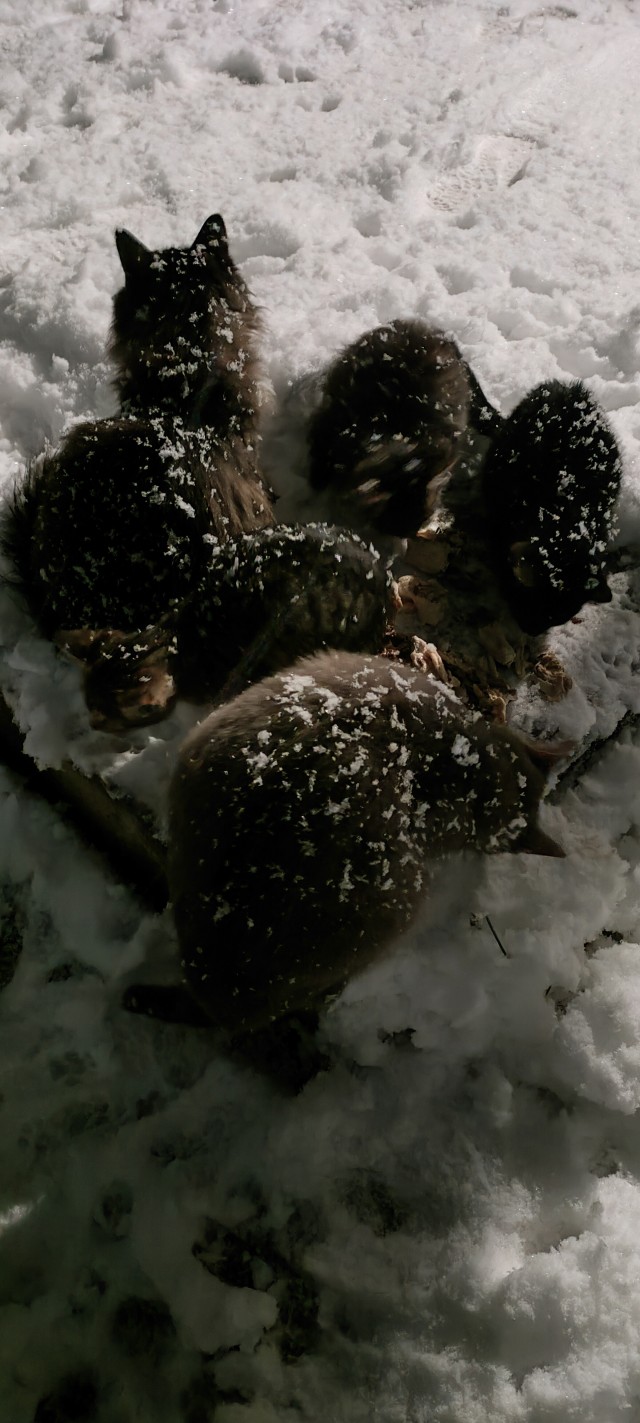 Ночное кормление котов