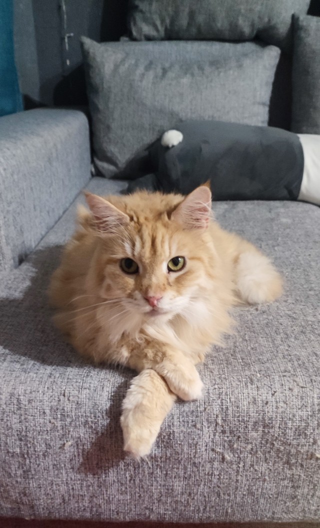 А котовторник уже пришёл?