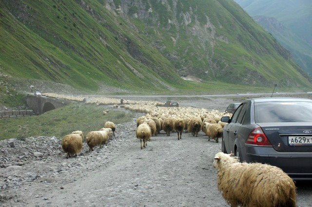 Абхазия (море), Армения (абрикосы)