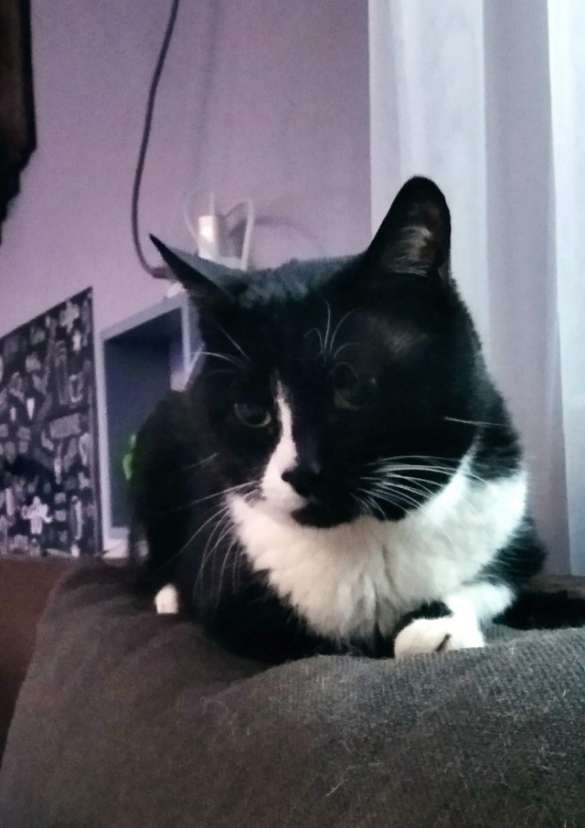 Очередной котовторник