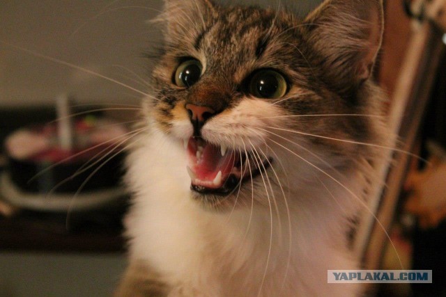 Котовторник 8.10.2013