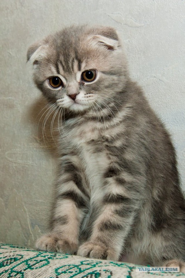 Котовторник  28.01.14