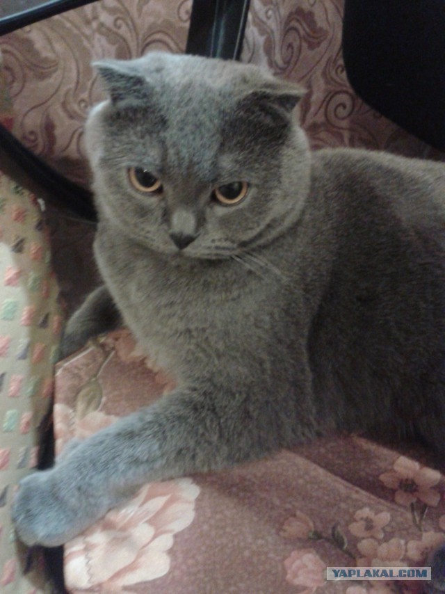 Котовторник 04.03.2014