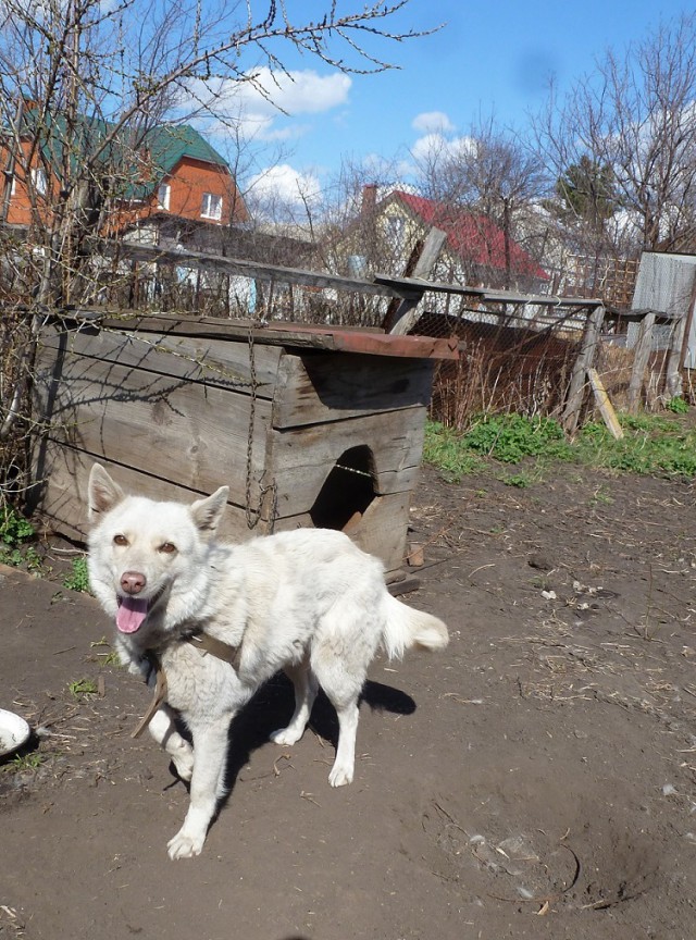 Собакочетверг