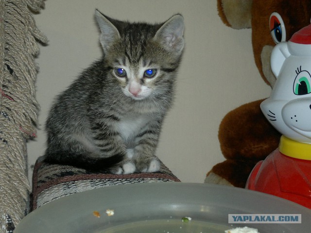Котовторник 22.04.2014