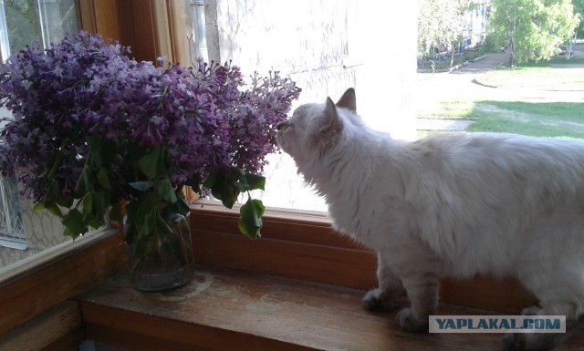 Котовторник 20.05.2014