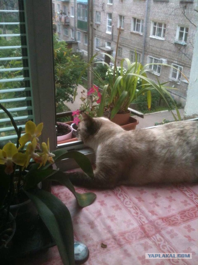 Котовторник 12.08.2014