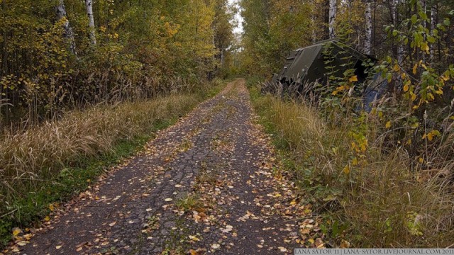 Лес, полный тайн (58 фото)