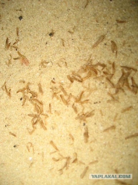 Жизнь от пива, кто это?