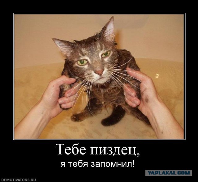 Весёлые картинки