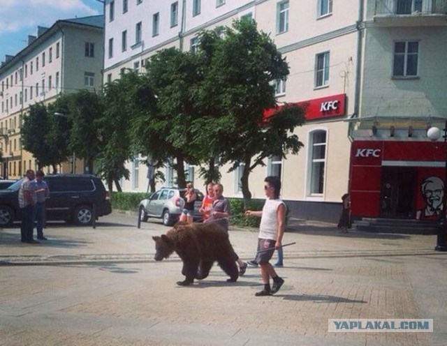 Животные Австралии, которые плевать хотели на ваши