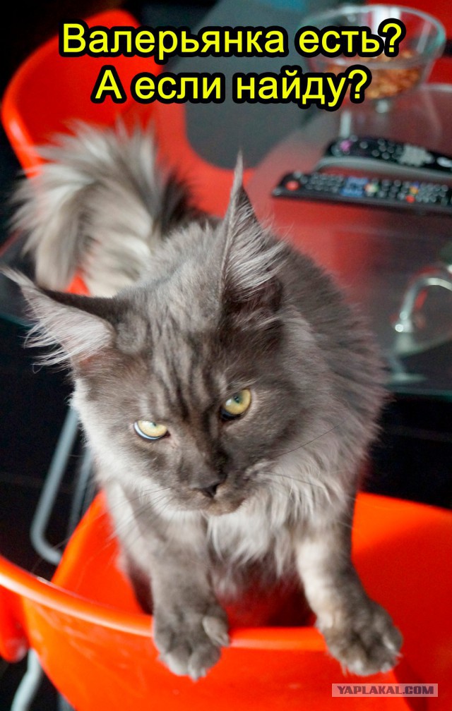 Котовторник  21.07.2015