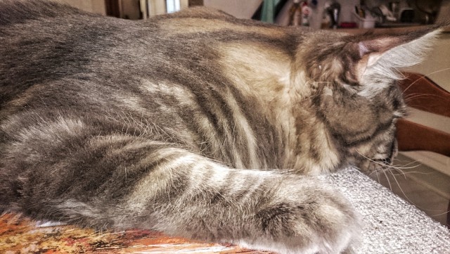 Котовторник 20.10.2015